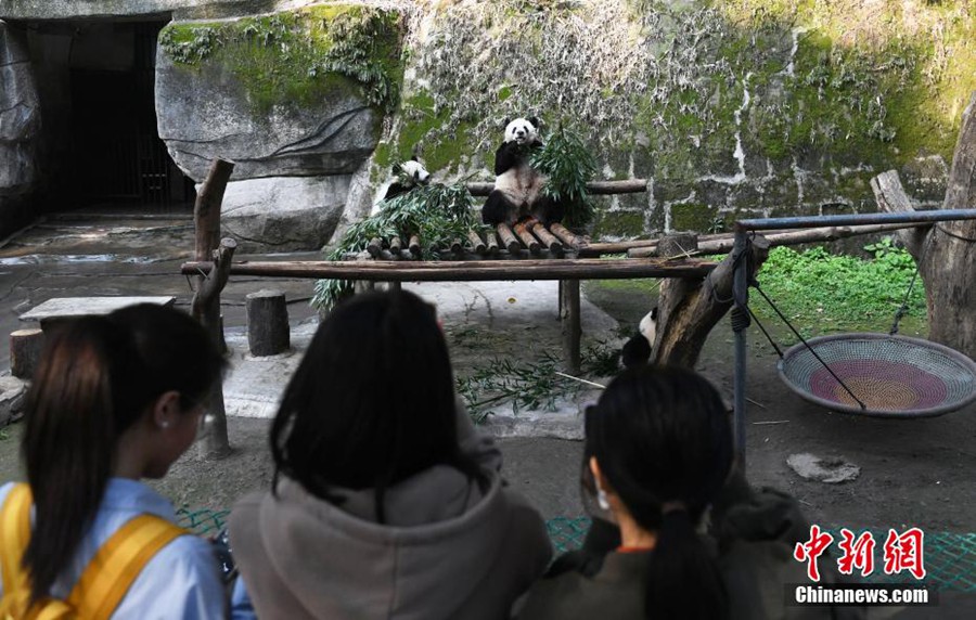 Chongqing: i panda giganti gustano cibi deliziosi
