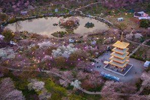 Wuhan: i fiori di ciliegio attirano i turisti