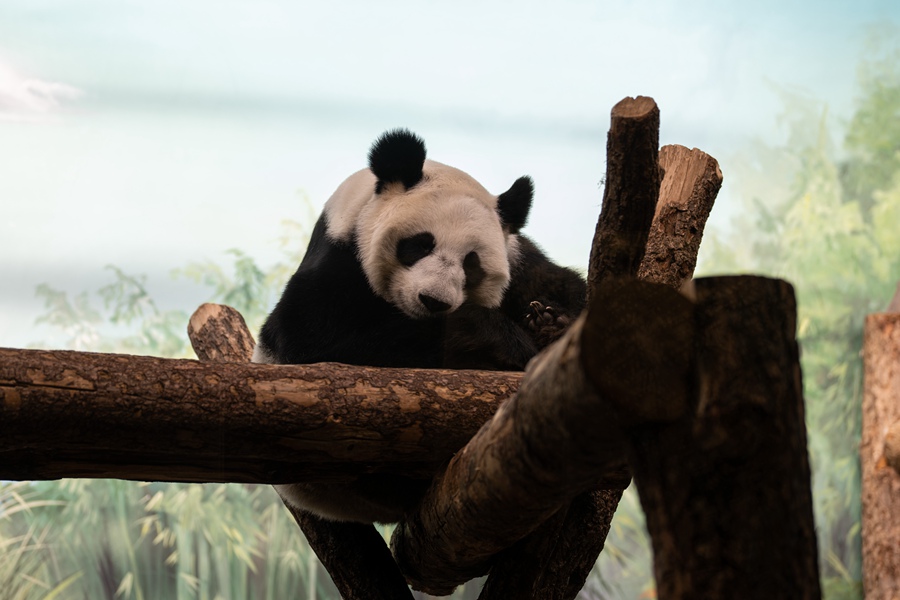 Russia, i panda giganti attirano un maggiore flusso di turisti
