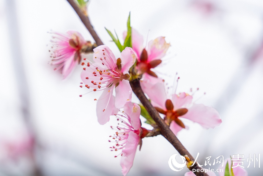 Guizhou: la campagna in fiore come un dipinto primaverile