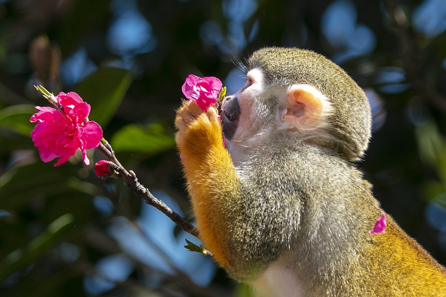 Chongqing, scimmie scoiattolo saltellano tra i fiori di pesco