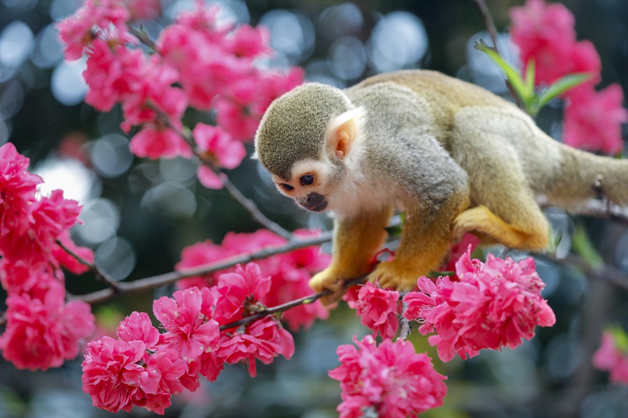 Chongqing, scimmie scoiattolo saltellano tra i fiori di pesco