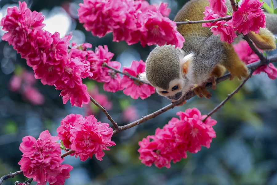 Chongqing, scimmie scoiattolo saltellano tra i fiori di pesco