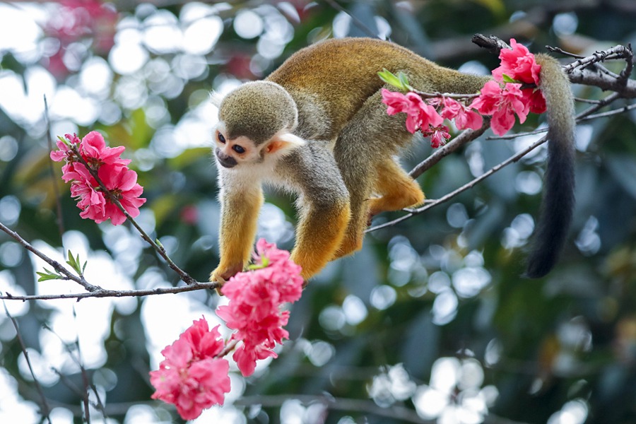 Chongqing, scimmie scoiattolo saltellano tra i fiori di pesco