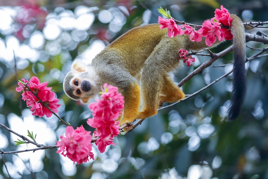 Chongqing, scimmie scoiattolo saltellano tra i fiori di pesco