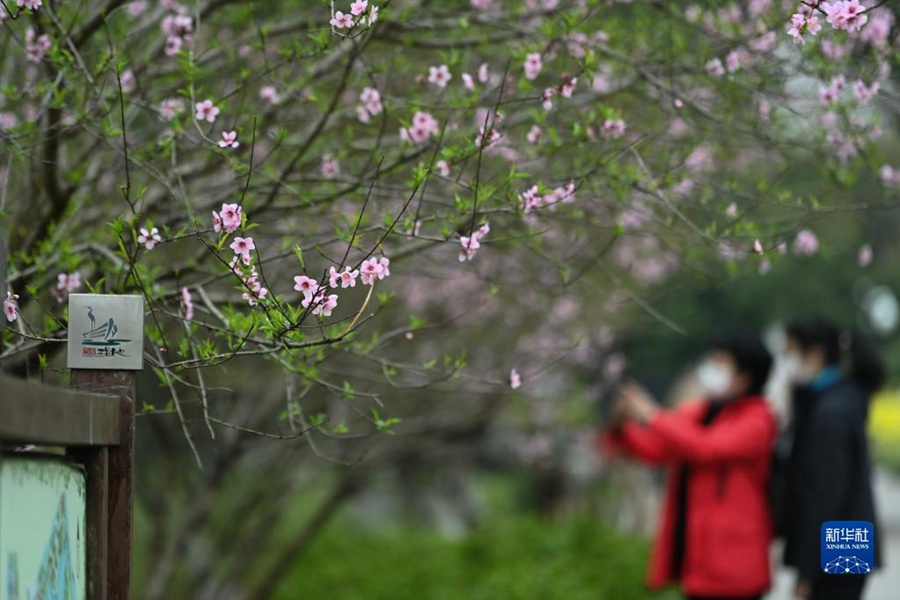 Hangzhou, attività organizzate per celebrare Hua Zhao Jie