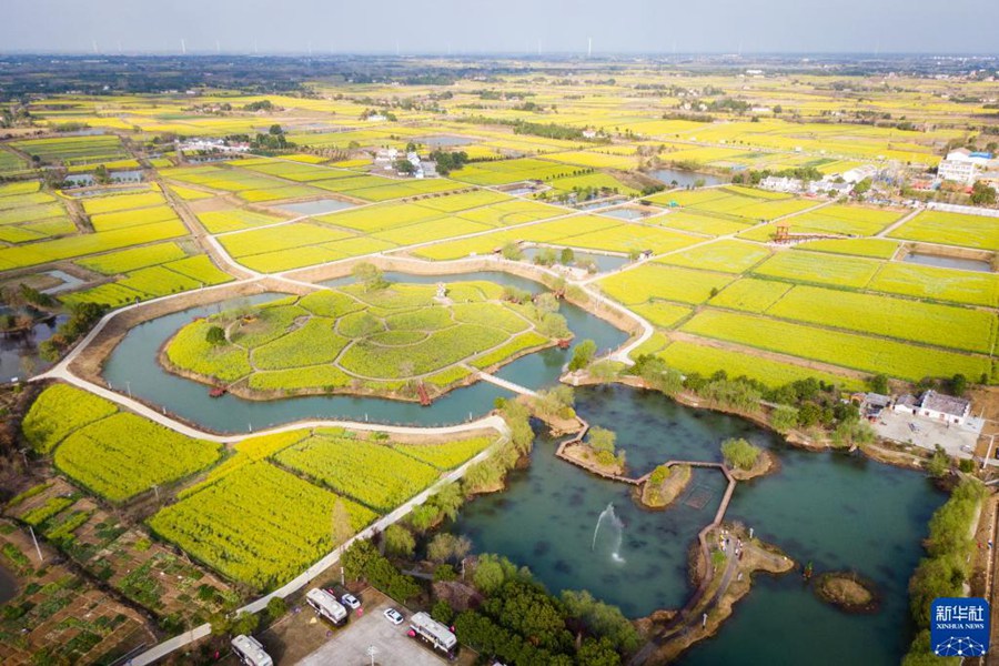 La piccola colza e la grande industria