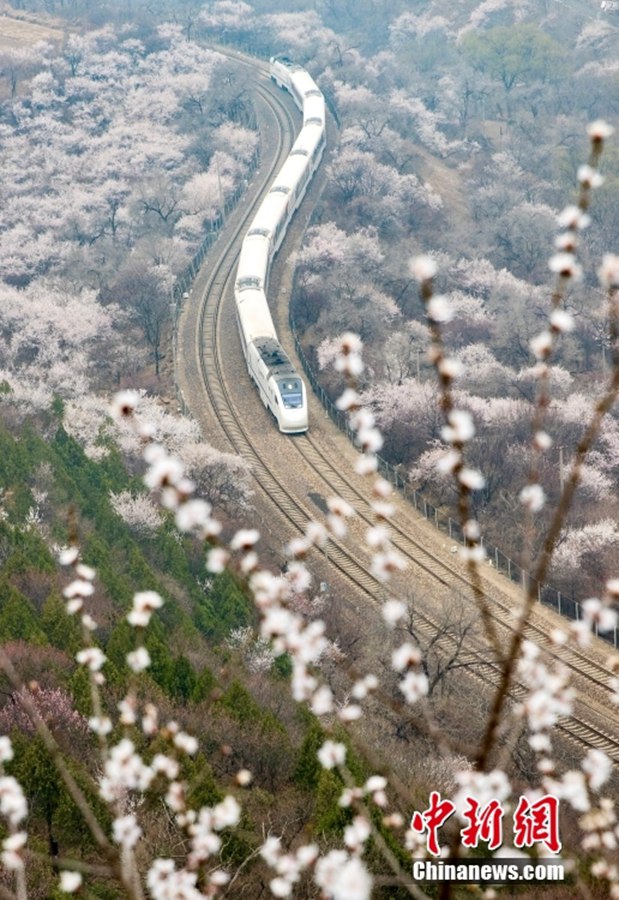 Beijing: i treni della linea S2 attraversanno un mare di fiori