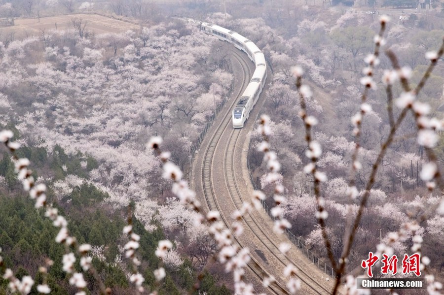 Beijing: i treni della linea S2 attraversanno un mare di fiori