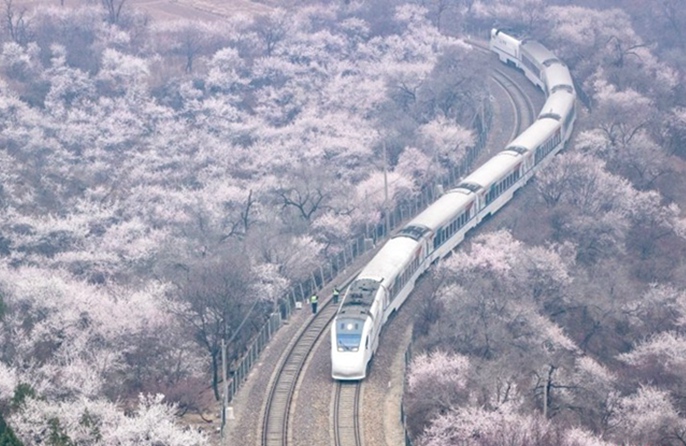 Beijing: i treni della linea S2 attraversanno un mare di fiori