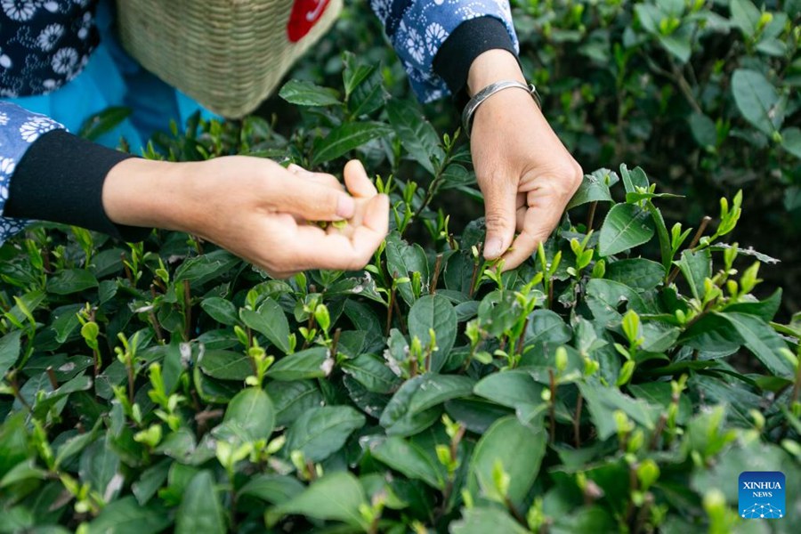 Yongchuan: industria del tè aumenta il reddito degli agricoltori locali