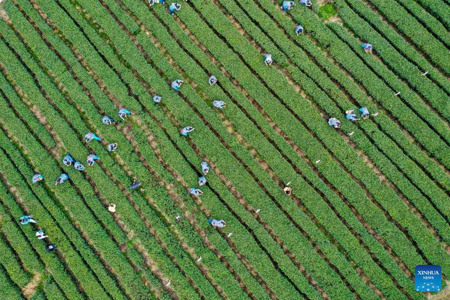 Yongchuan: industria del tè aumenta il reddito degli agricoltori locali
