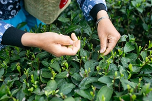 Yongchuan: industria del tè aumenta il reddito degli agricoltori locali