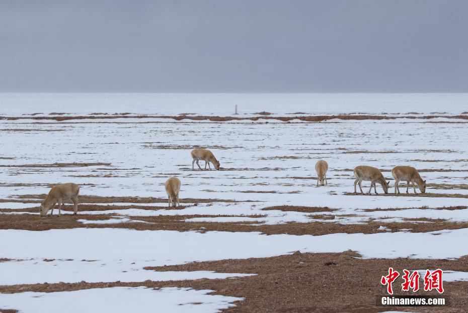 Hoh Xil, numerose antilopi tibetane cercano cibo con calma