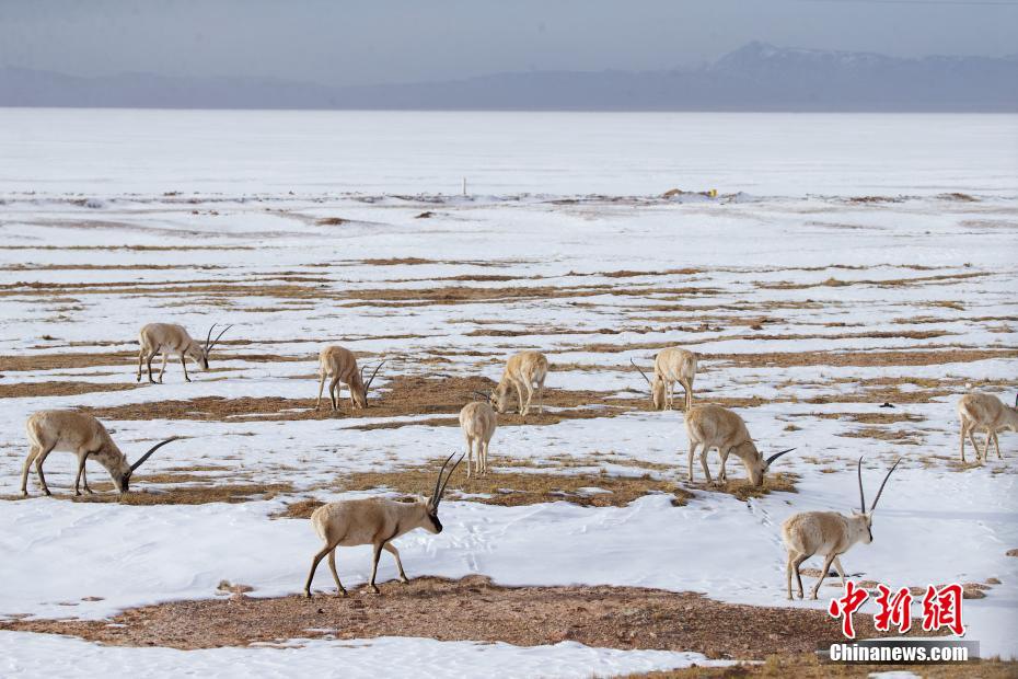 Hoh Xil, numerose antilopi tibetane cercano cibo con calma