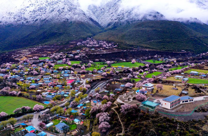 Tibet: i fiori di pesco sbocciano con l'arrivo della primavera