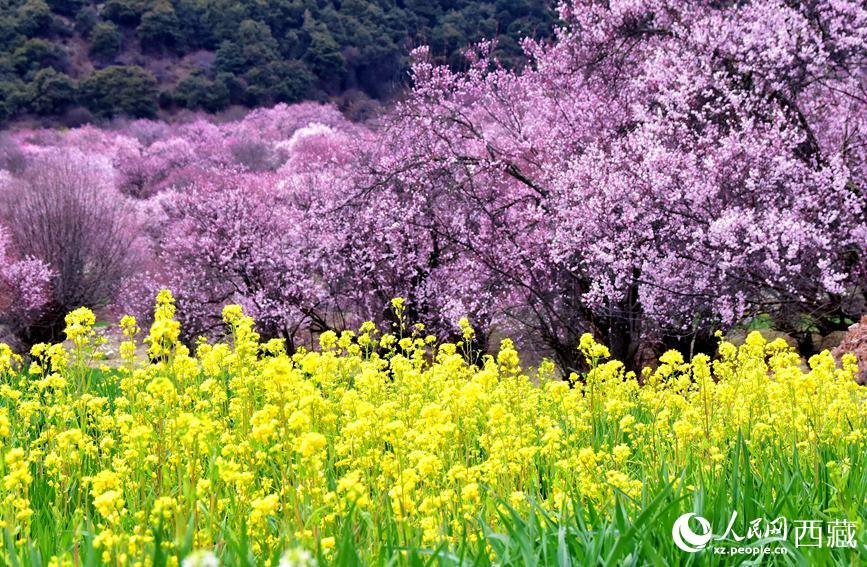 Tibet: i fiori di pesco sbocciano con l'arrivo della primavera