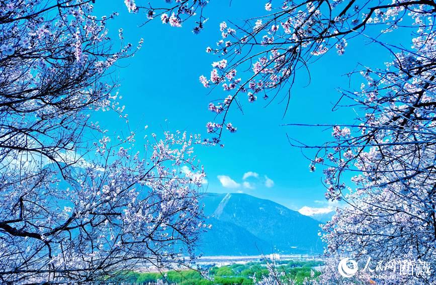 Tibet: i fiori di pesco sbocciano con l'arrivo della primavera