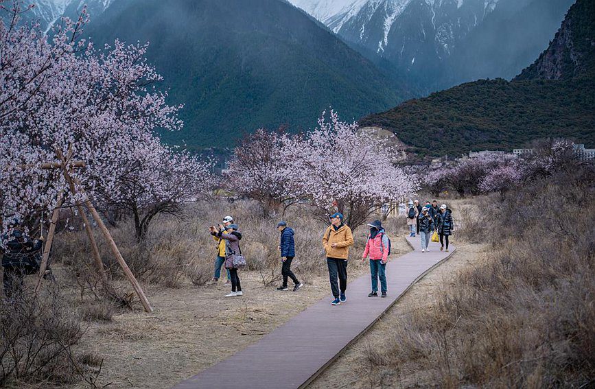 Tibet: i fiori di pesco sbocciano con l'arrivo della primavera