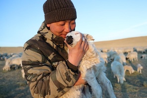 Mongolia Interna: la stagione più impegnata del mandriano