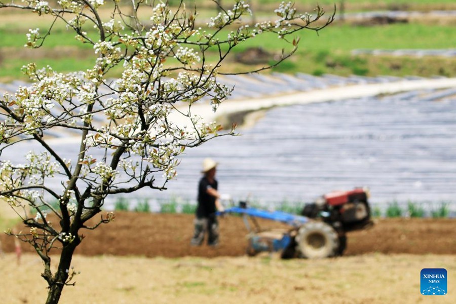 Cina: agricoltori impegnati nella coltivazione primaverile