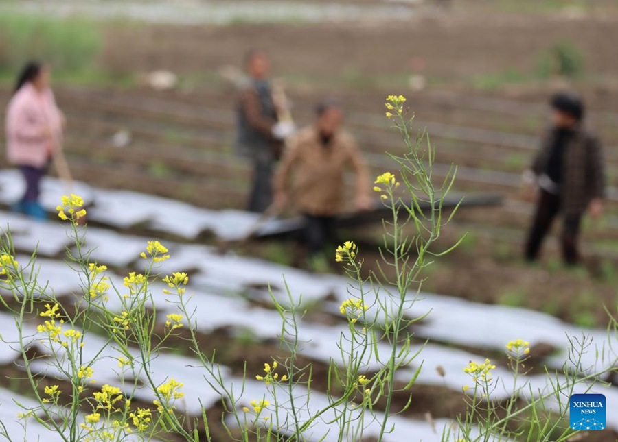 Cina: agricoltori impegnati nella coltivazione primaverile