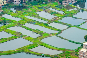 Guangxi: i campi di ortaggi e peschiere creano un sistema sostenibile