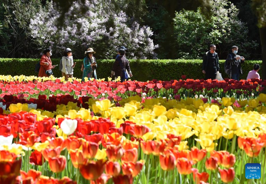 Parco Zhongshan di Beijing, tulipani in piena fioritura