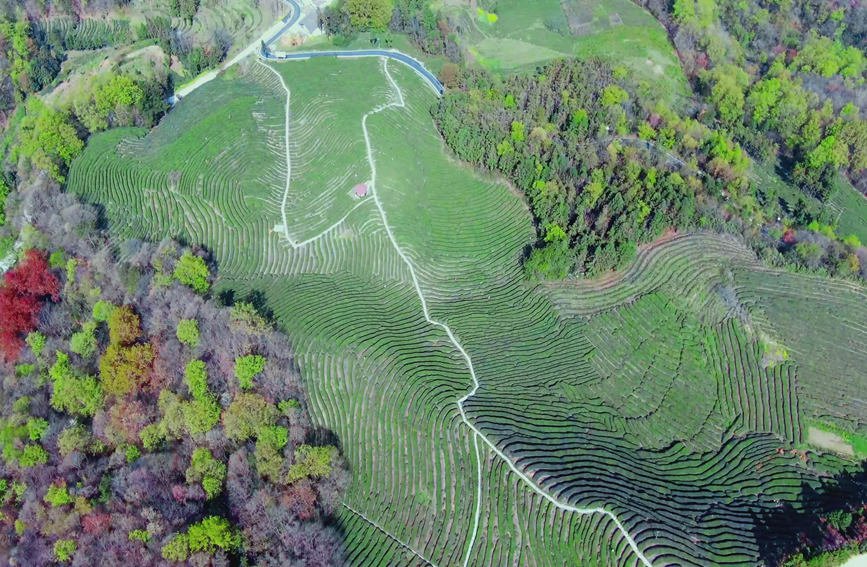 Shaanxi: arrivata la stagione di raccolta del tè