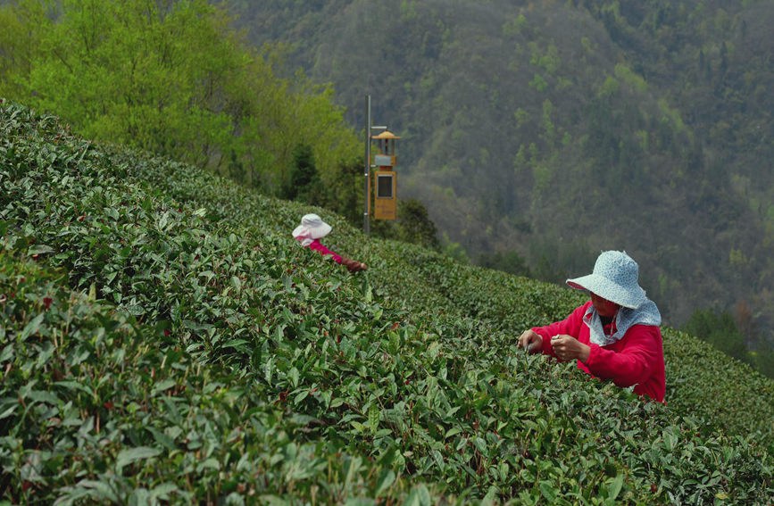 Shaanxi: arrivata la stagione di raccolta del tè