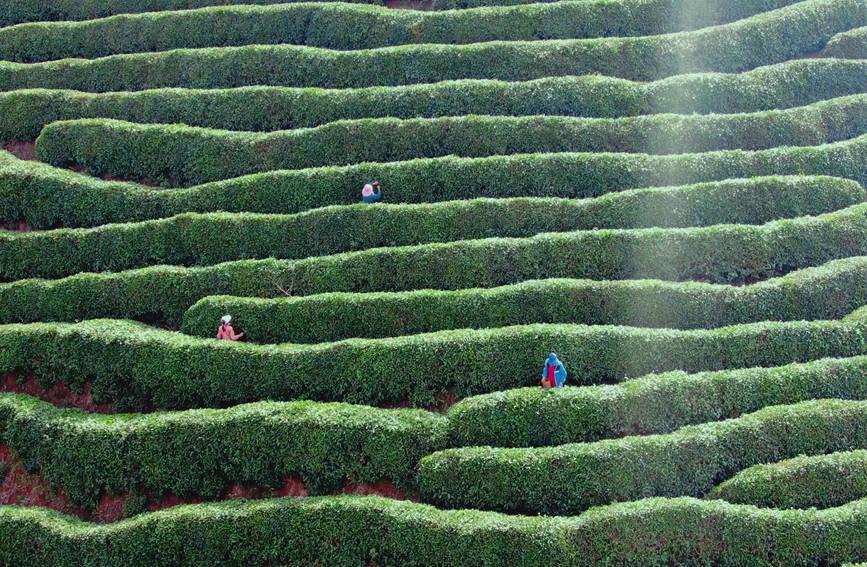 Shaanxi: arrivata la stagione di raccolta del tè