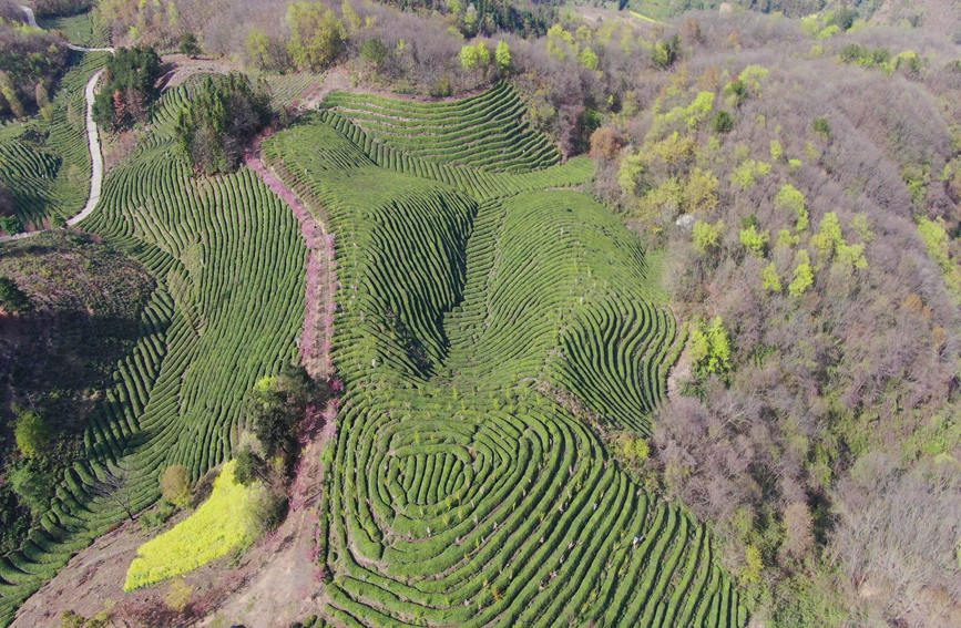 Shaanxi: arrivata la stagione di raccolta del tè