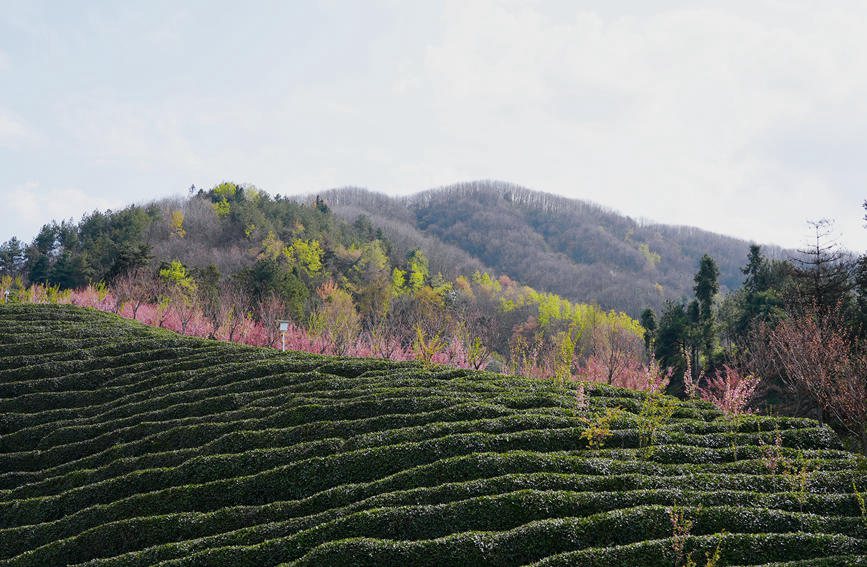 Shaanxi: arrivata la stagione di raccolta del tè