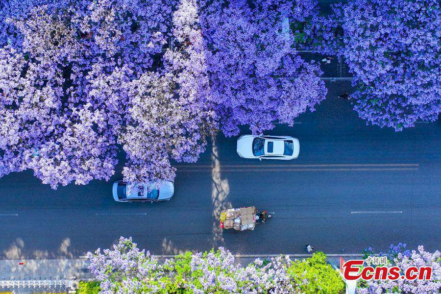 Sichuan: gli alberi di Jacaranda in fiore creano un paesaggio romantico