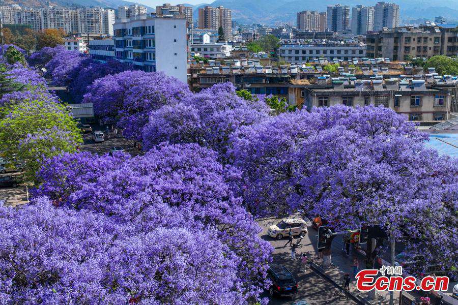 Sichuan: gli alberi di Jacaranda in fiore creano un paesaggio romantico