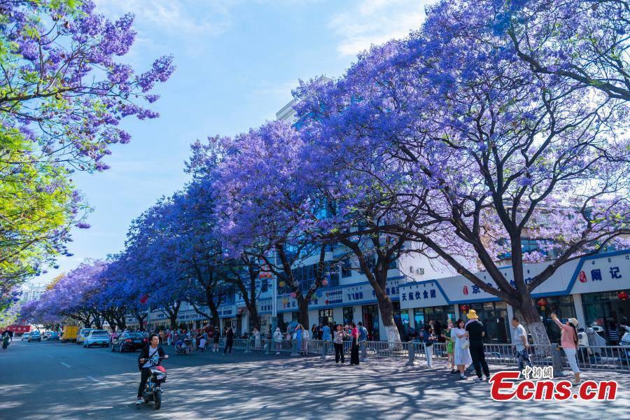 Sichuan: gli alberi di Jacaranda in fiore creano un paesaggio romantico