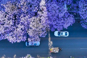 Sichuan: gli alberi di Jacaranda in fiore creano un paesaggio romantico