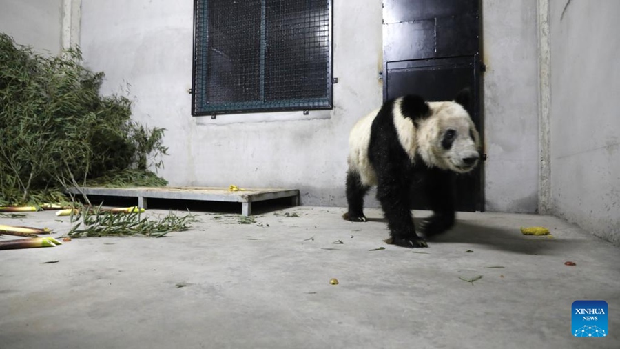 Il panda gigante Ya Ya arriva a Shanghai