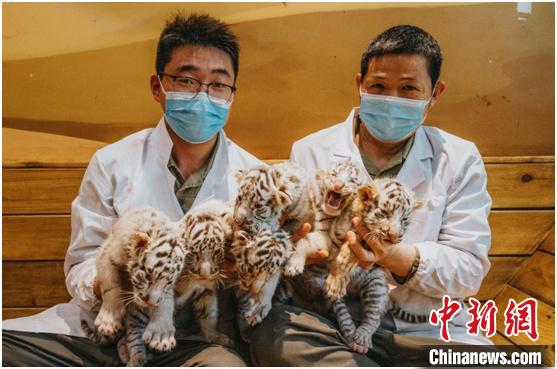 Zhengzhou, sei cuccioli di tigre bianca nati in una sola volta nello zoo