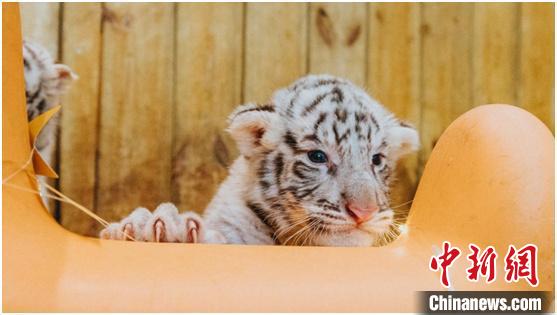 Zhengzhou, sei cuccioli di tigre bianca nati in una sola volta nello zoo