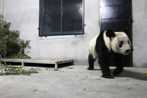 Il panda gigante Ya Ya arriva a Shanghai