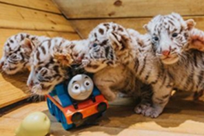 Zhengzhou, sei cuccioli di tigre bianca nati in una sola volta nello zoo