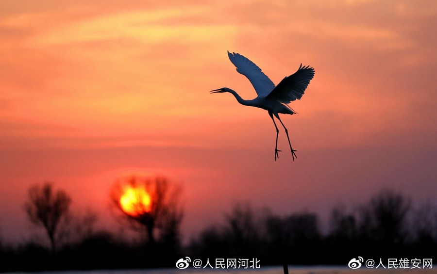 Hengshui: verranno emessi francobolli commemorativi Cina-Spagna