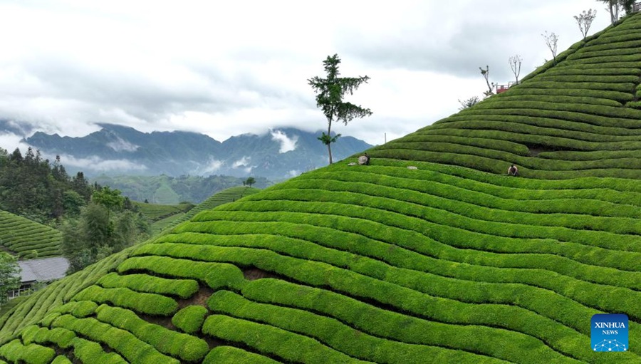 La fiorente industria del tè nella contea di Hefeng