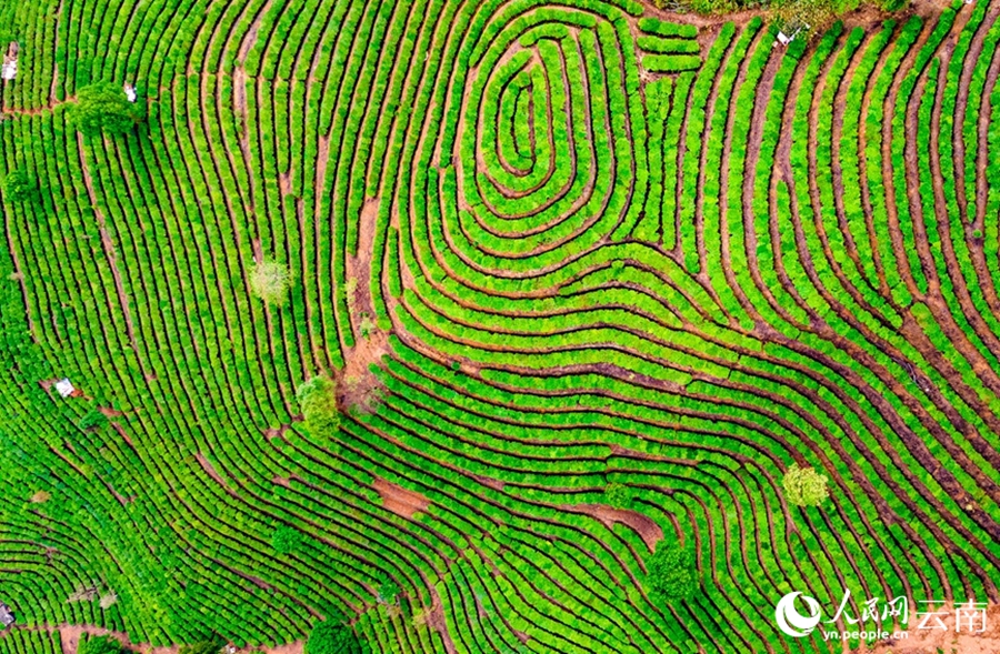 Yunnan: il pittoresco paesaggio delle piantagioni di tè dopo la pioggia