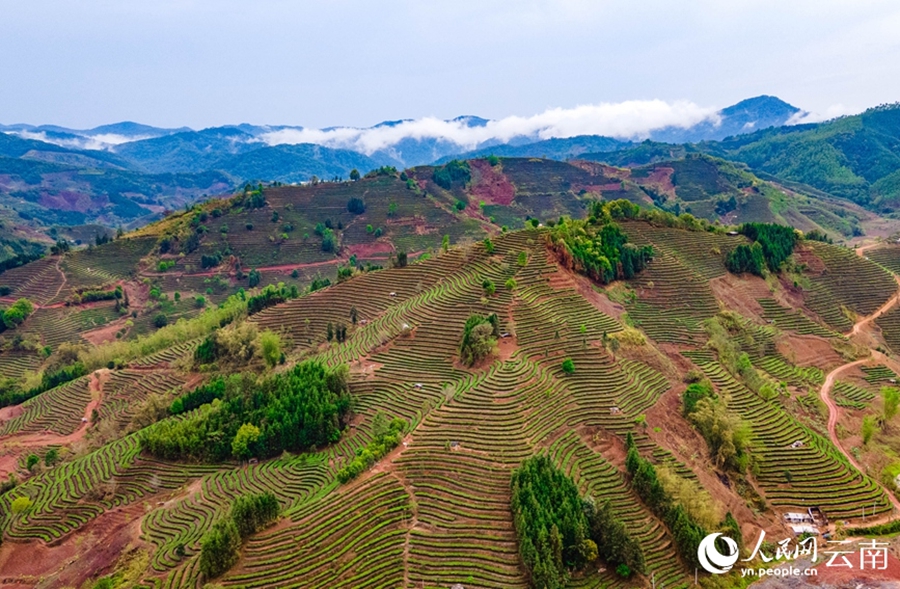 Yunnan: il pittoresco paesaggio delle piantagioni di tè dopo la pioggia