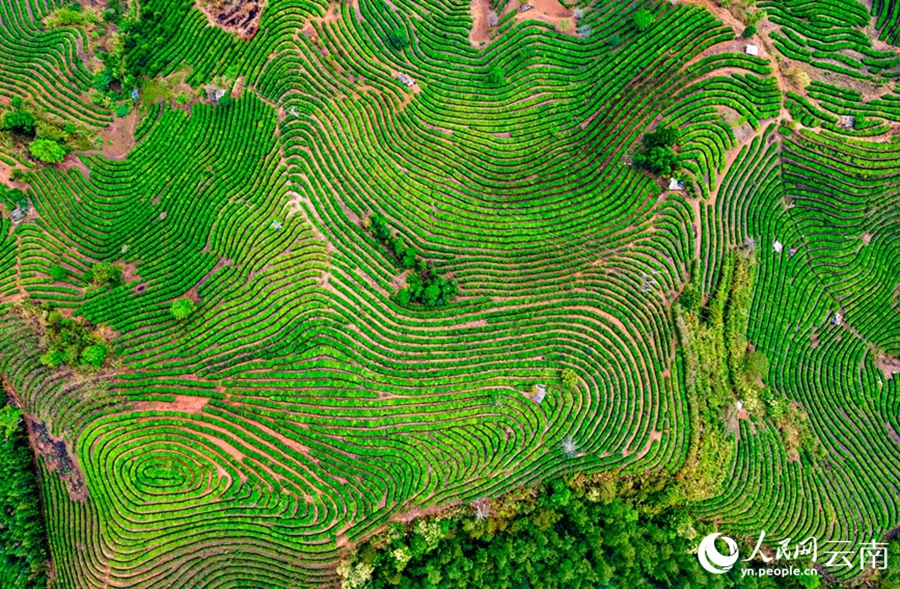 Yunnan: il pittoresco paesaggio delle piantagioni di tè dopo la pioggia