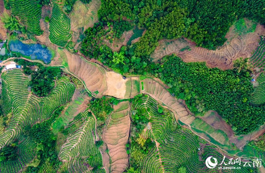 Yunnan: il pittoresco paesaggio delle piantagioni di tè dopo la pioggia