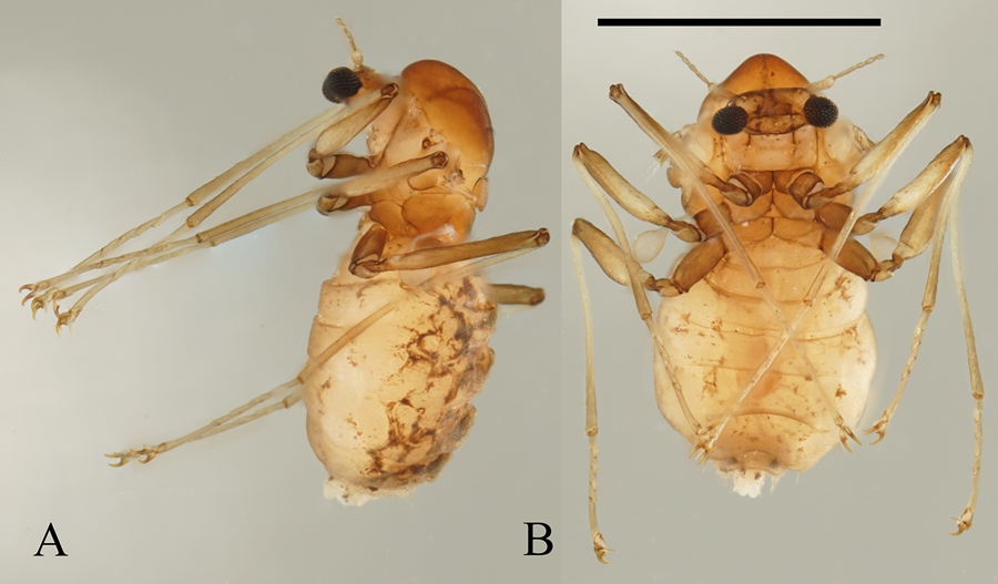 Scoperte 6 nuove specie di insetti nel Parco Nazionale di Wuyishan
