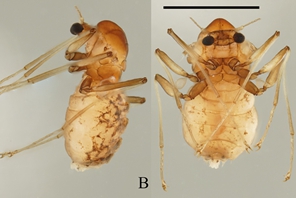 Scoperte 6 nuove specie di insetti nel Parco Nazionale di Wuyishan